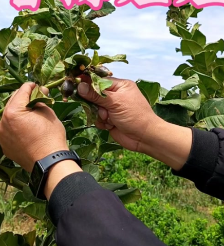 香橼创始人做多亚马逊：挑战英伟达主导地位，